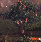 Bondberry Tree