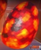Fertilized Spino Egg