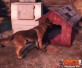 Fallout4Doghouse7.jpg