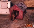 Fallout4Doghouse8.jpg